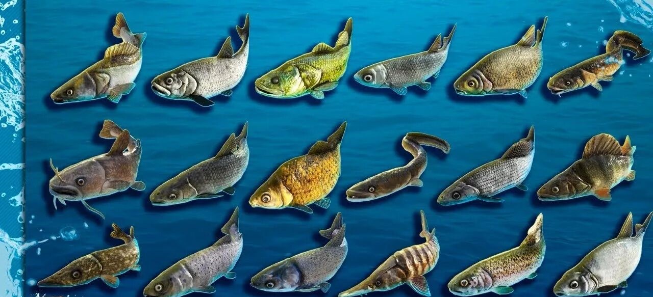 Tipos de peces